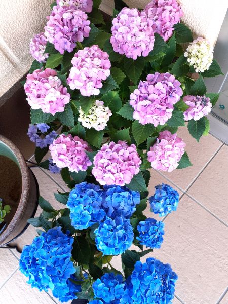紫陽花 紫陽花